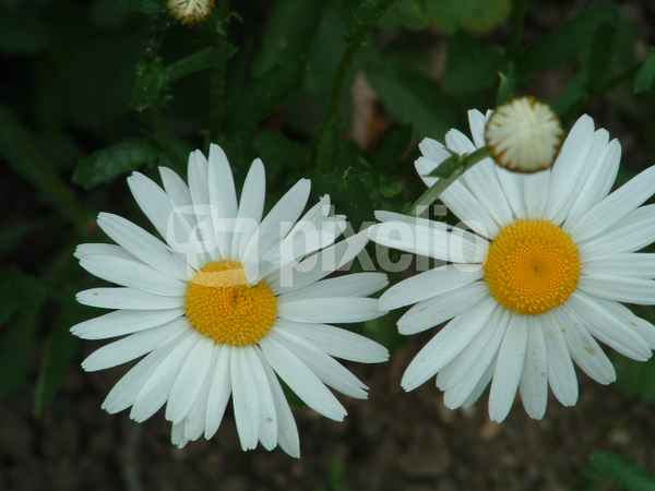 margerite