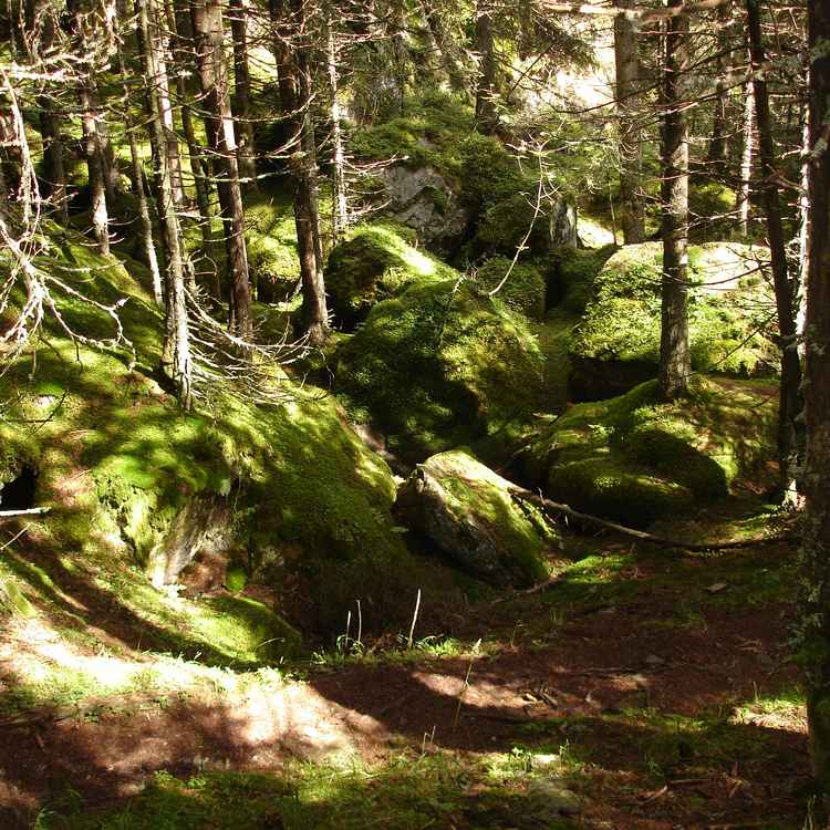 wald in südtirol