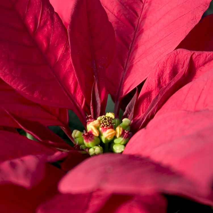 Detail vom roten Weihnachtsstern - Adventskalenderverlosung