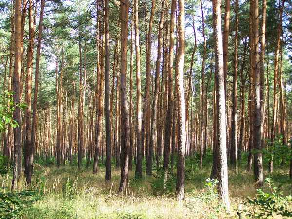 Ich seh den Wald vor lauter Bäumen nicht! 2