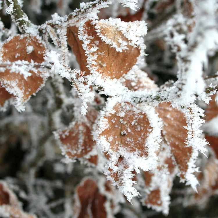 sogar vertrocknete Blätter werden wieder schön