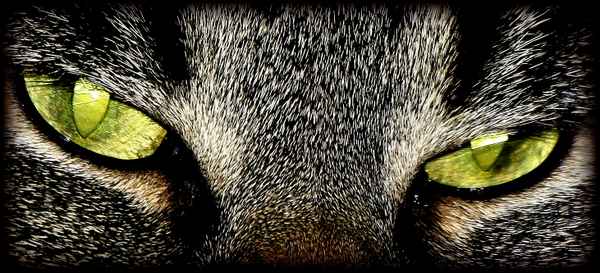 Scharfer Blick