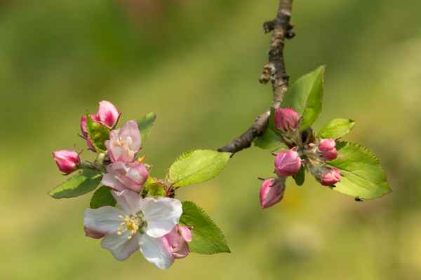 Apfelbaum-Blüten