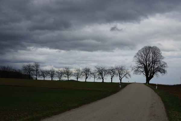 Allee vor dem letzten Schnee