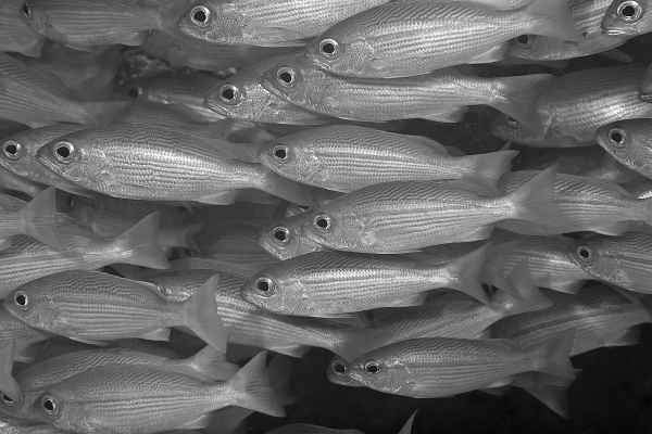 Inmitten tausender Fische sw