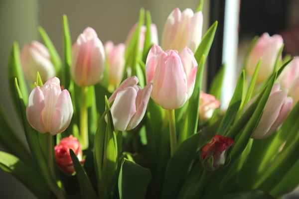 Ein Strauß Tulpen