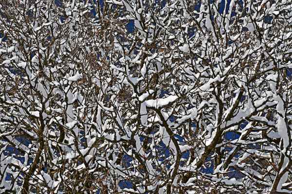 Winterwald Nr 2