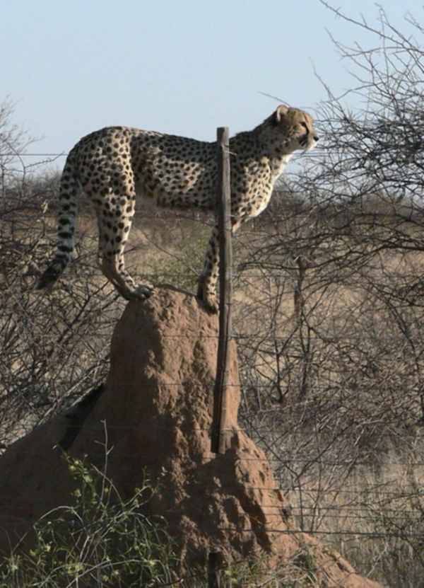 Gepard
