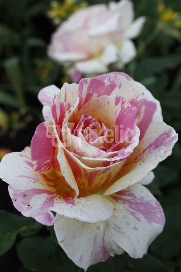 Malerrose #3