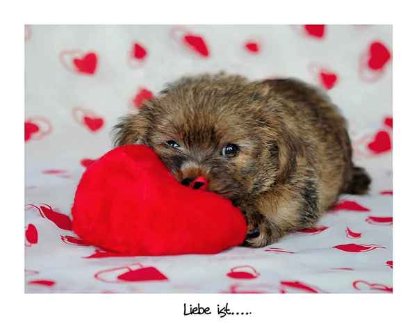 Liebe ist.......