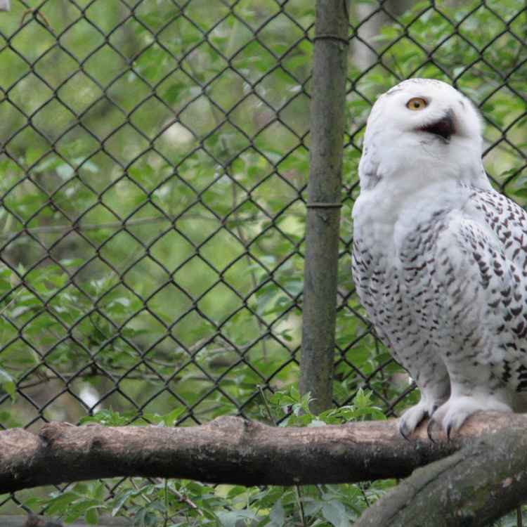 Harrys Hedwig