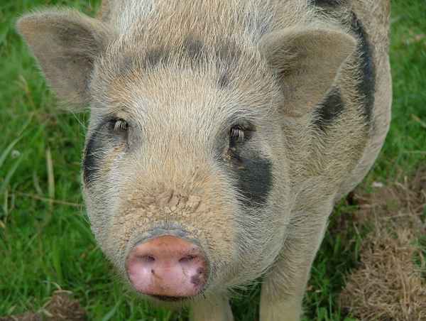 Dreckschweinchen
