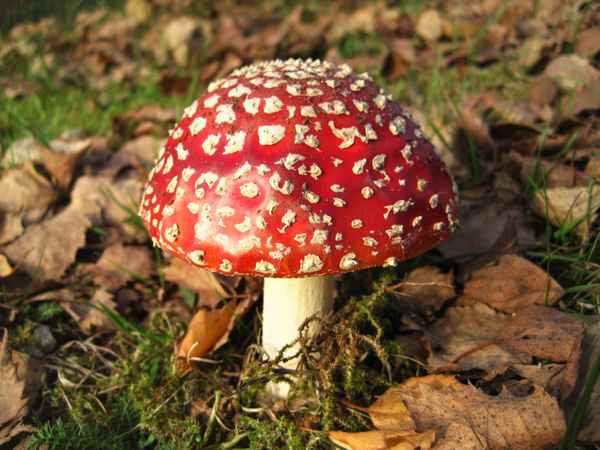 junger Fliegenpilz, mit den charakteristischen weißen Punkten