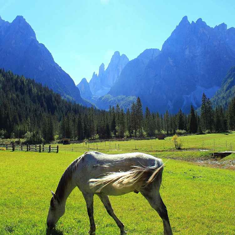 Pferd am Ende des Fischleintals