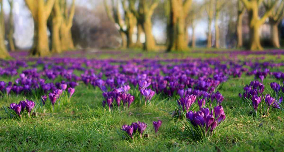 Frühling im Zauberwald