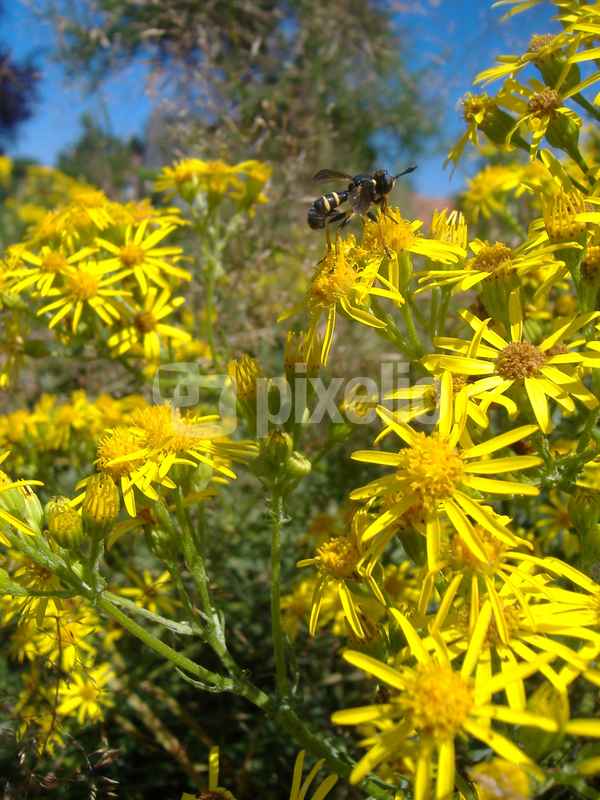Schwebfliege