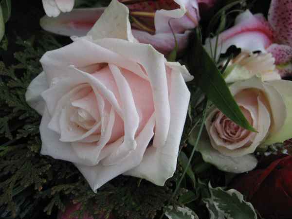 Rosa Rose