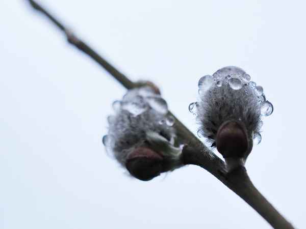 regen bringt segen 4