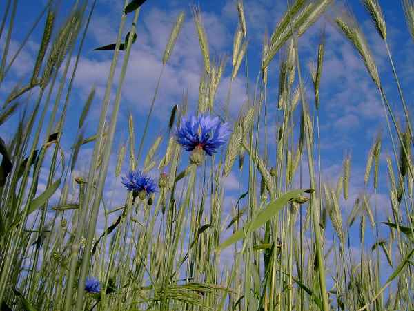 kornblume