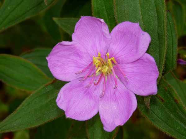 Wald-Rhododendron (Nepal)