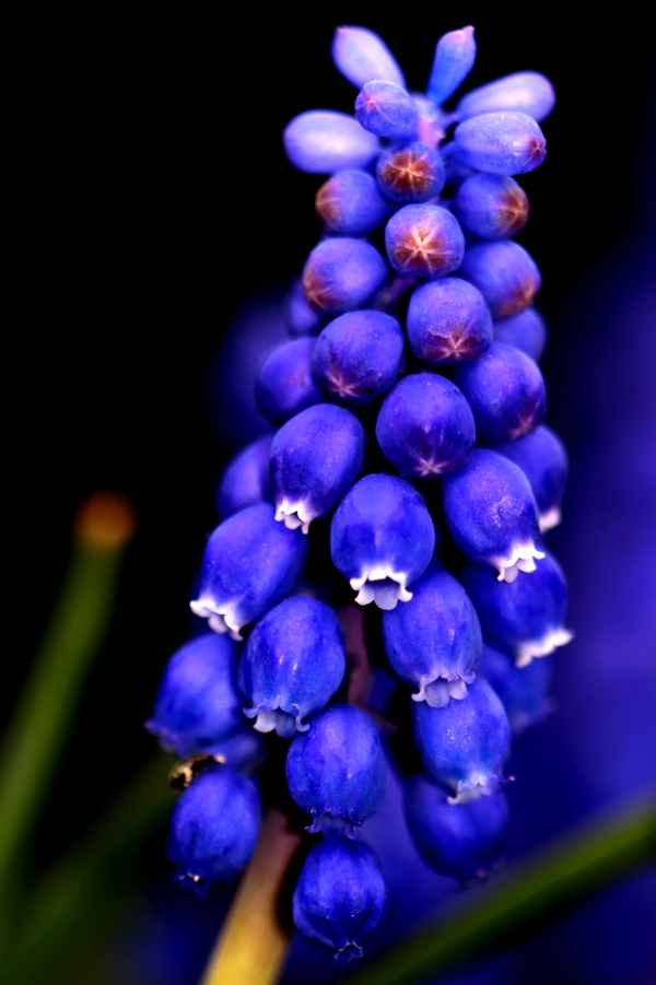 Traubenhyazinthe Macro