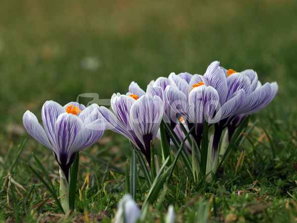 frühling ....