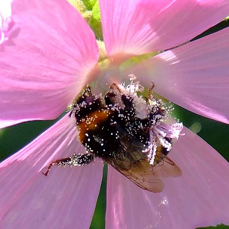 Die Hummel