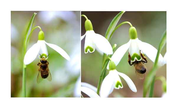 fleißiges Bienchen . . .
