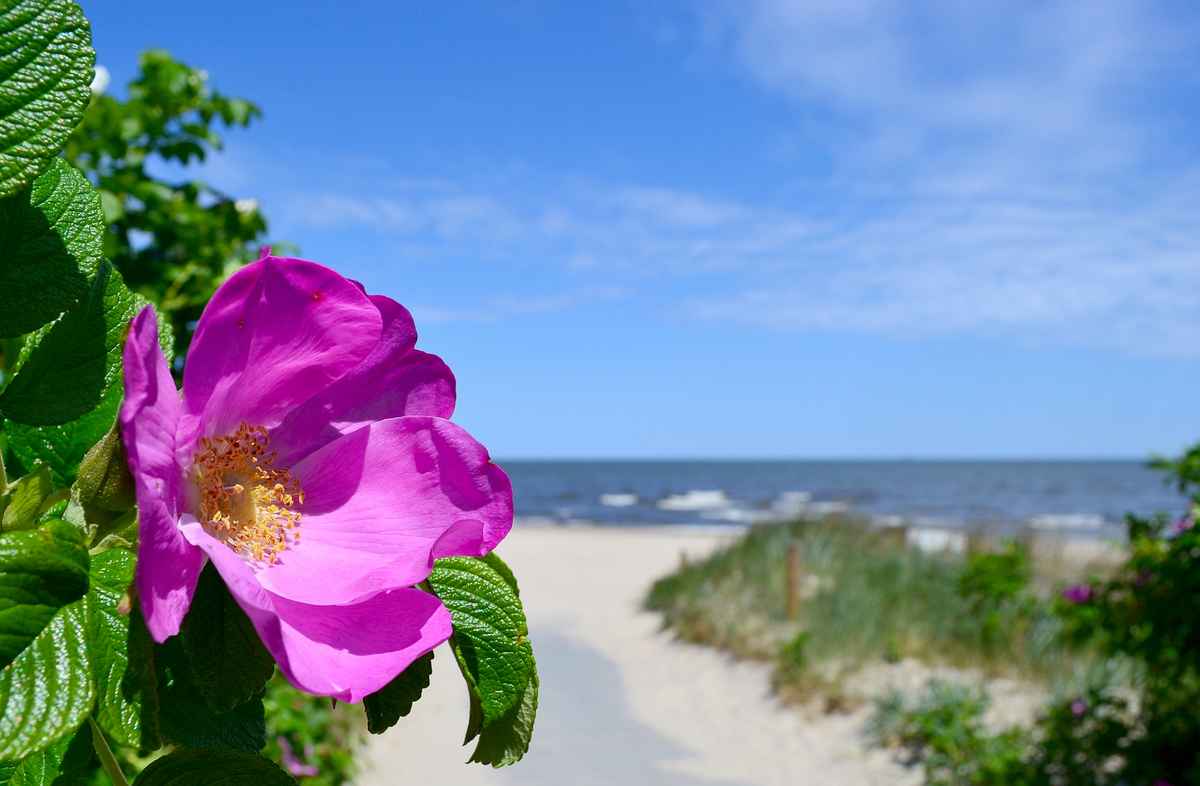 Heckenrose