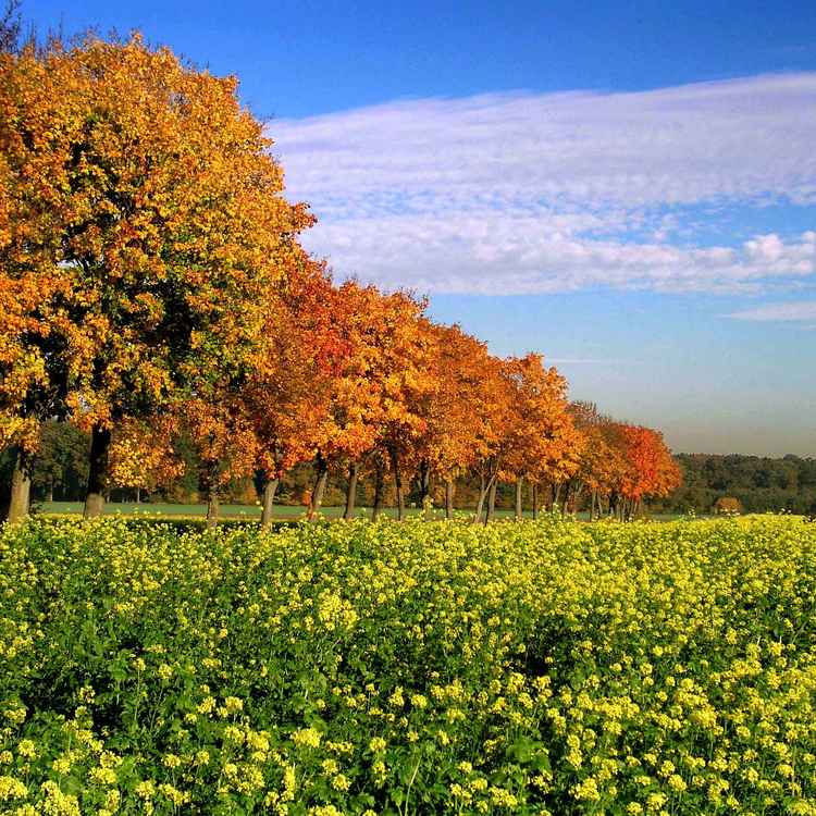 Indian Summer im Münsterland