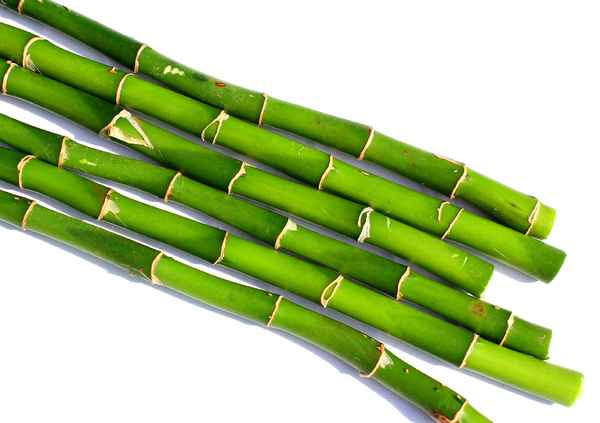 LUCKY BAMBOO V