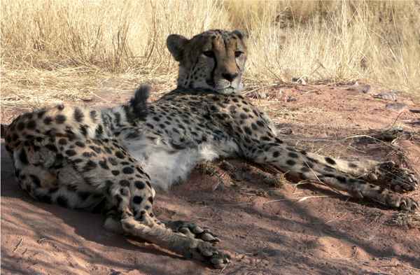 Gepard