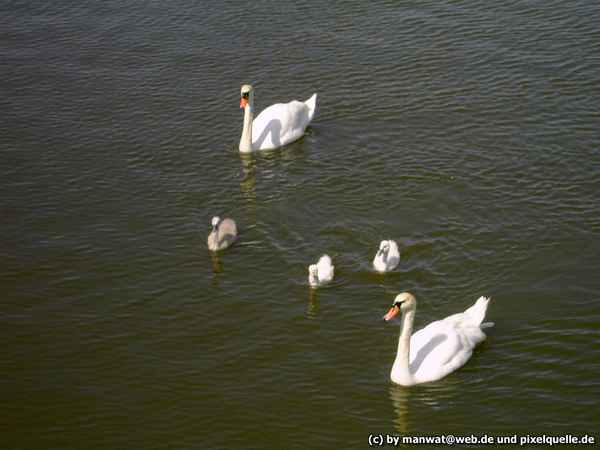 Family Schwan