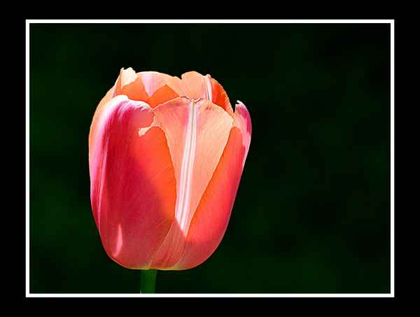 Tulpe