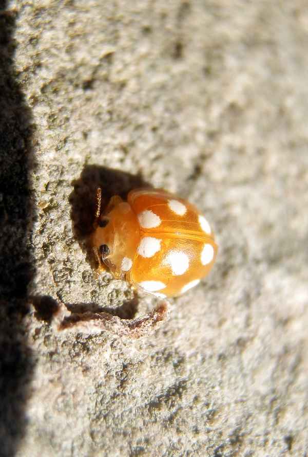 Sechzehnfleckiger Marienkäfer