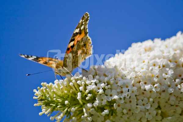 Schmetterling