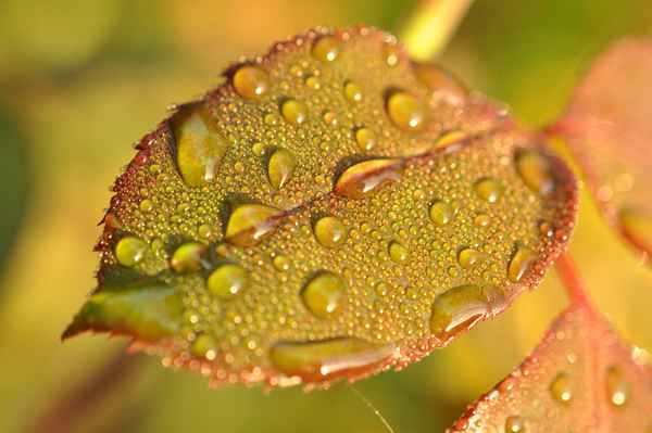 Herbstblatt
