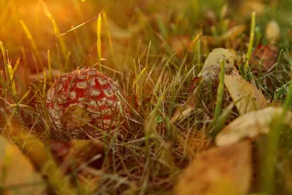 ich wühl mich durch