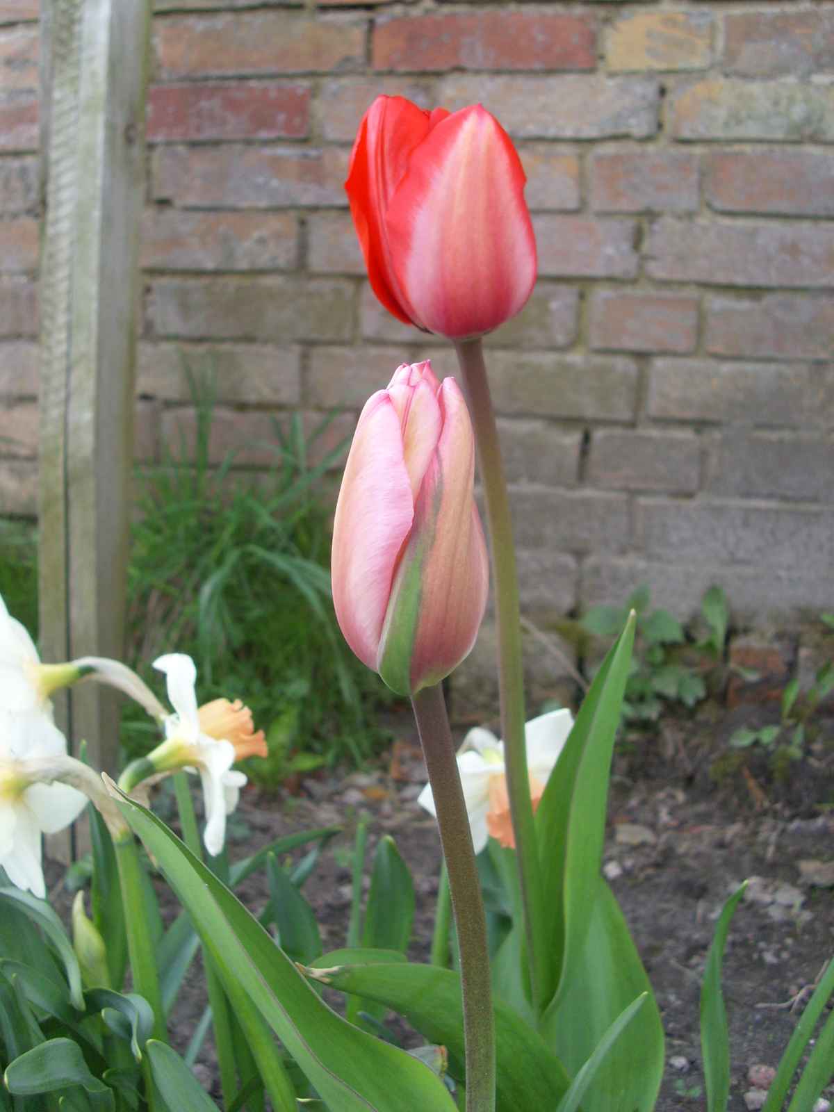 Tulpen