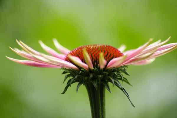 Echinacea 2