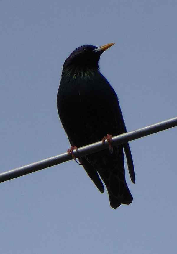 Schwarzdrossel auf der Antenne