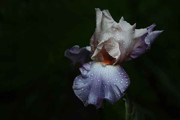 Regendusche
