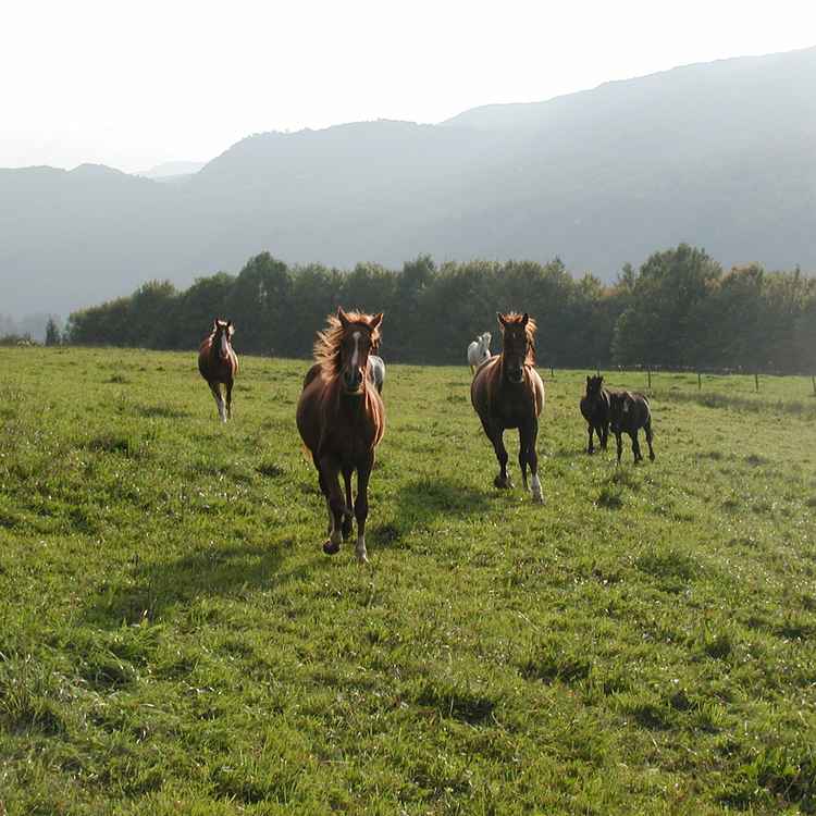 Galopp_im_Jura