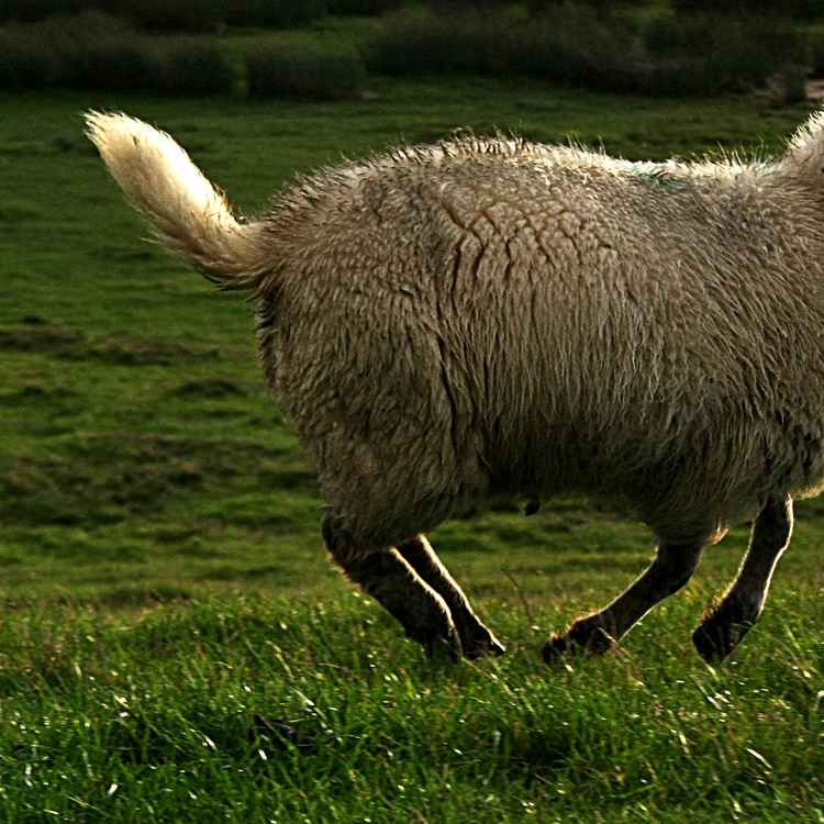 Hüpfendes Schaf