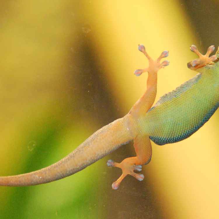 Gecko von unten