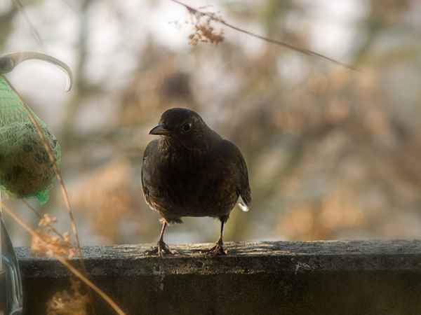 Vogel auf meinem Balkon - Nr.1