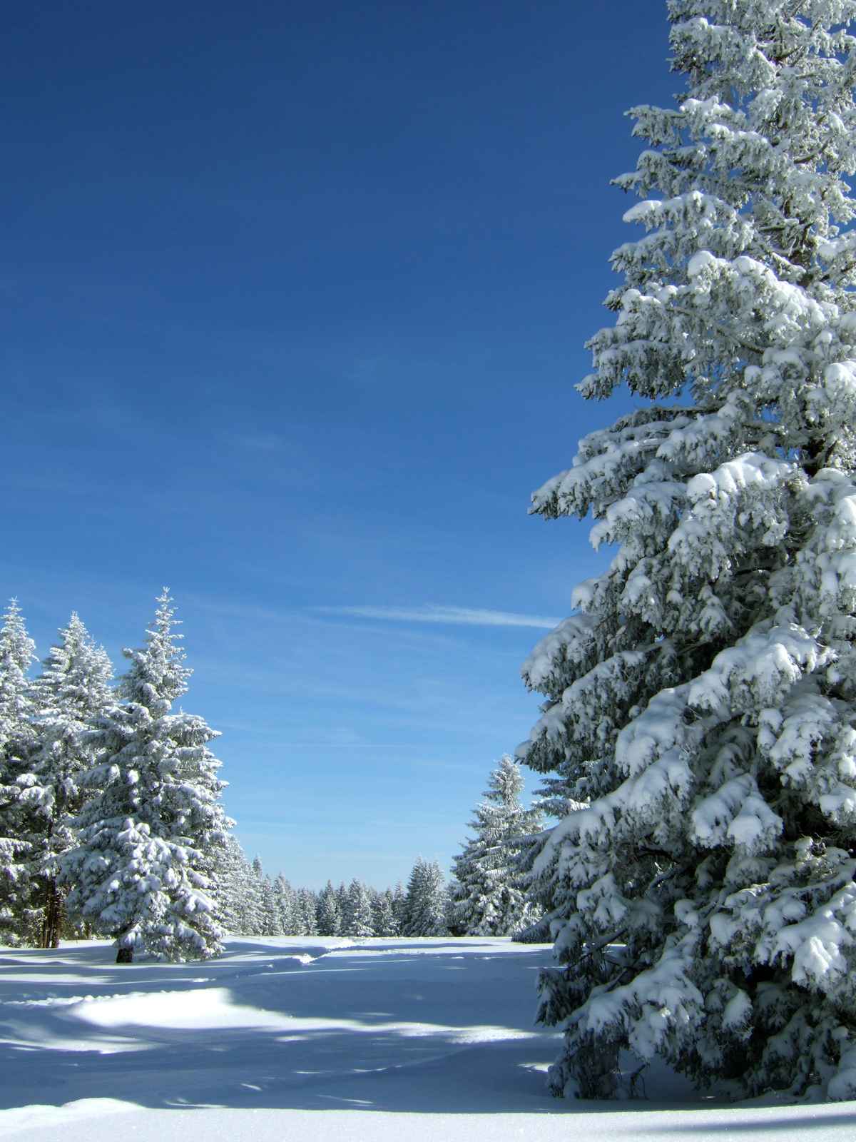 Verschneite Tannen unter blauem Himmel_4
