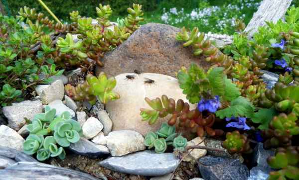 Fliegentrio wärmt sich den Popo