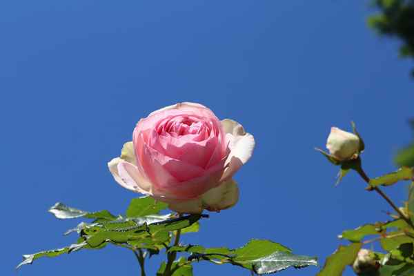 Die Rosen am See 02