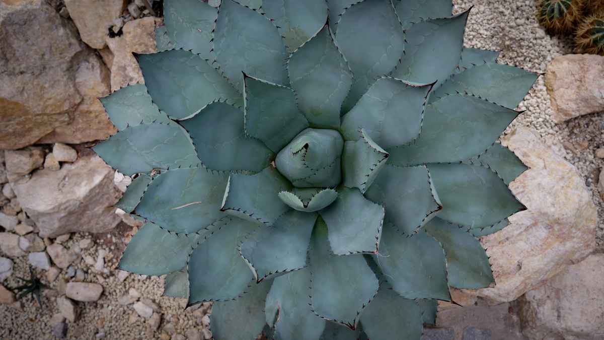 Blick in die Sukkulente